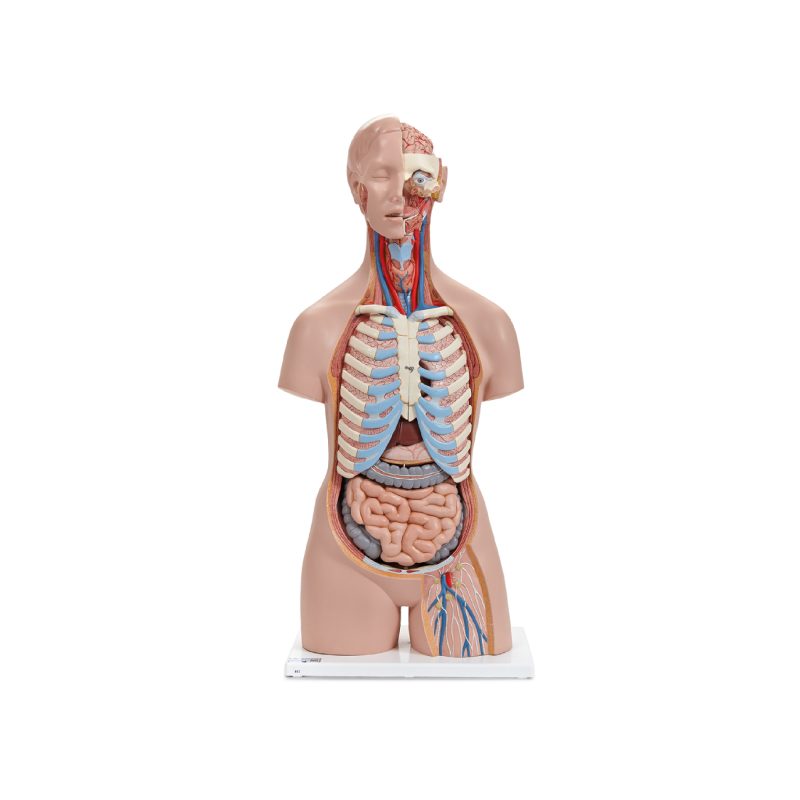 Modelo 3B torso humano asexuado (566612)