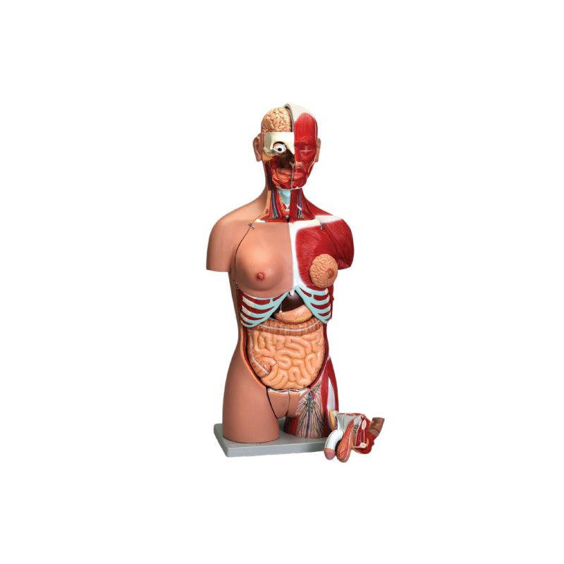 Modelo de torso masculino y femenino musculoso humano de lujo Altay® (566623)