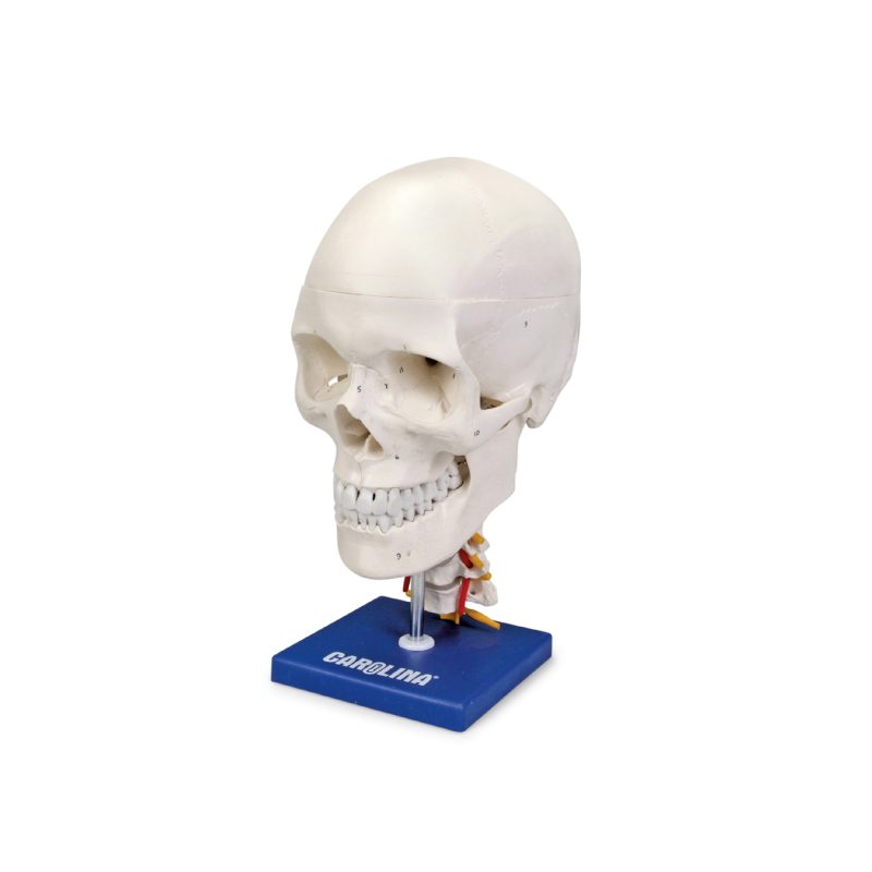 Modelo de cráneo humano con columna cervical Carolina (569401)