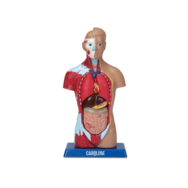 Modelo de torso microhumano asexuado Carolina® (569500)