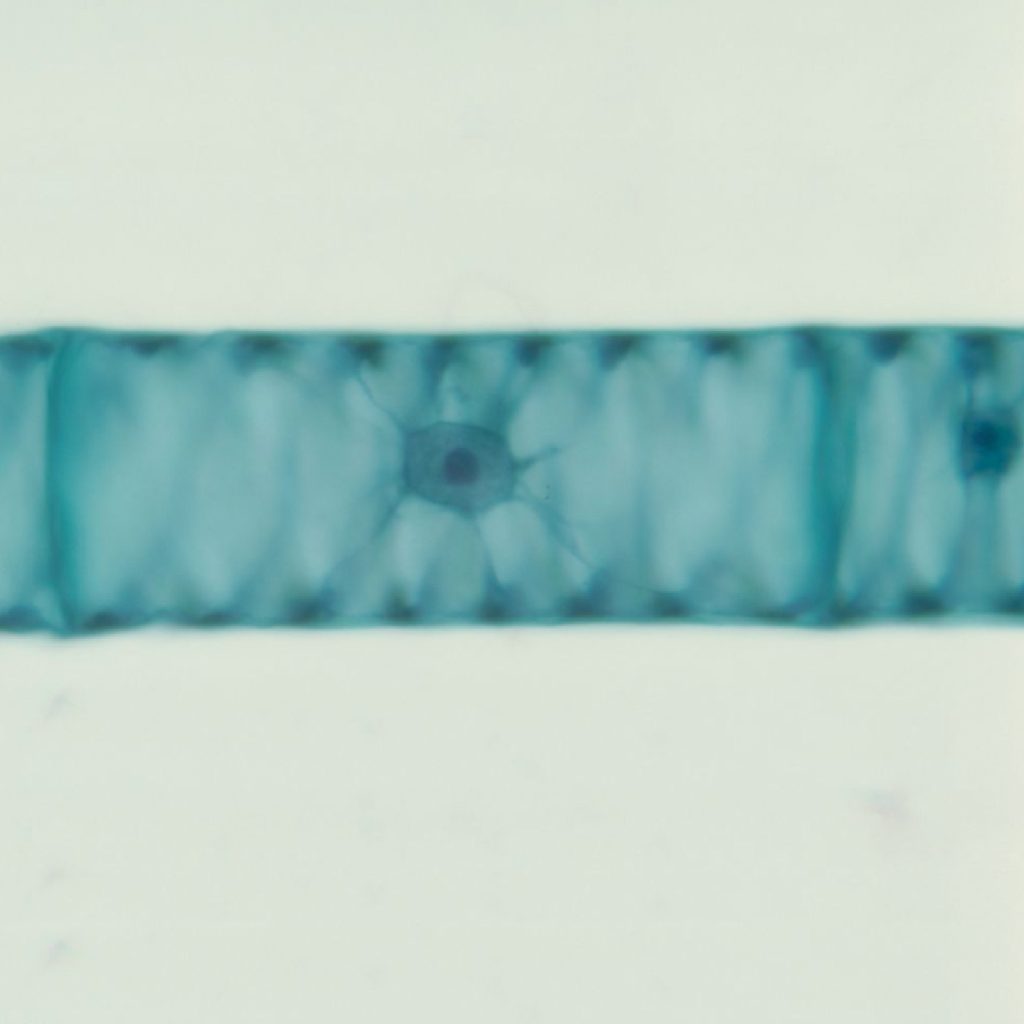Microscop&iacute;a