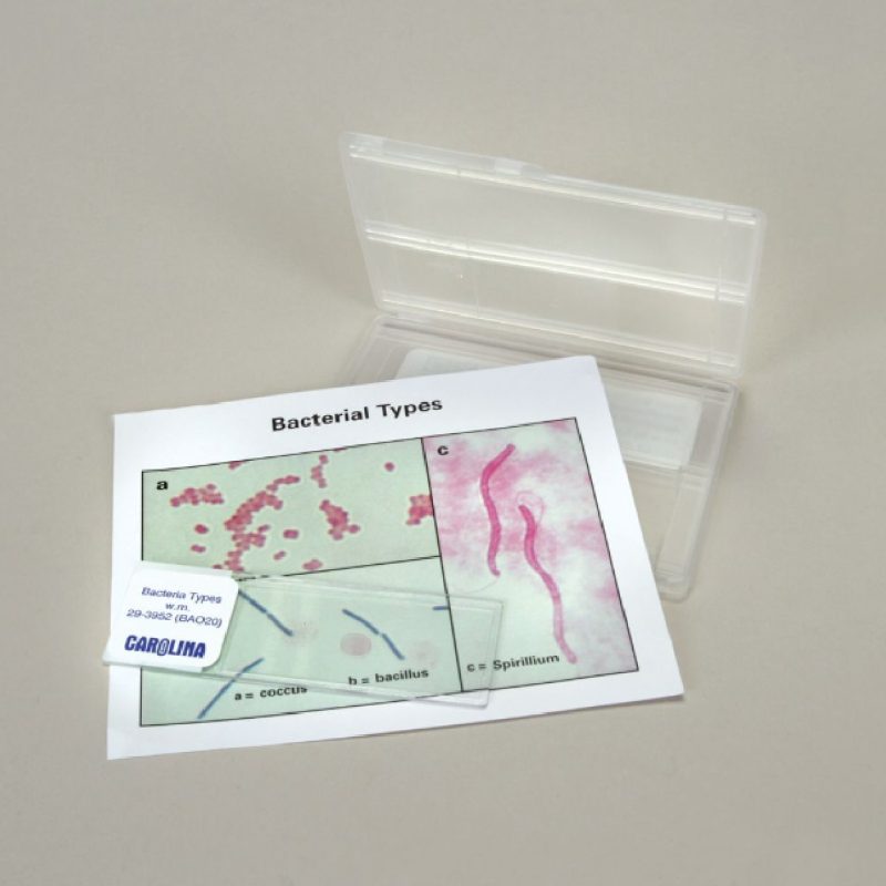 Unidad de autoestudio - Descubrimiento de tipos de bacterias | Juego de portaobjetos para microscopio (294060)