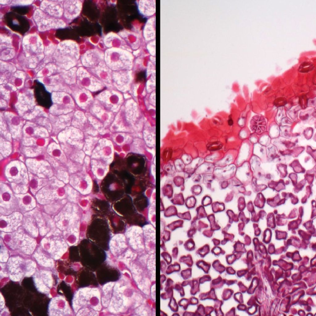 Microscop&iacute;a
