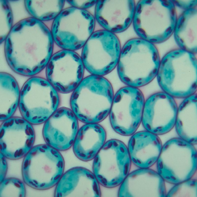 Células vegetales | Portaobjetos preparados para microscopio (301706)