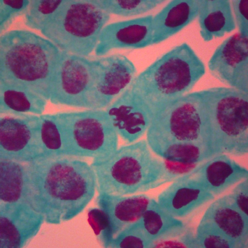 Microscop&iacute;a