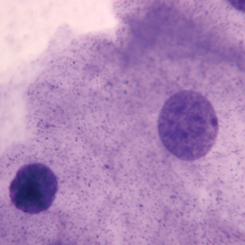 Célula animal típica, muestra completa | Portaobjetos preparados para microscopio (312250)