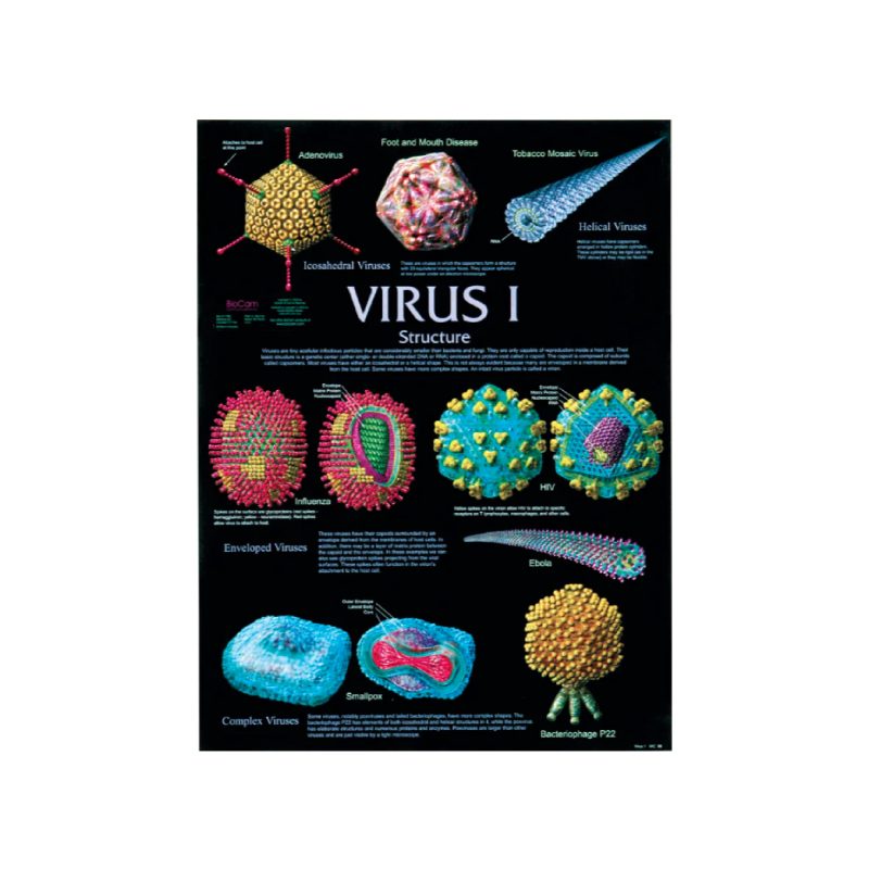Virus I, II, III | Pósters (126200)