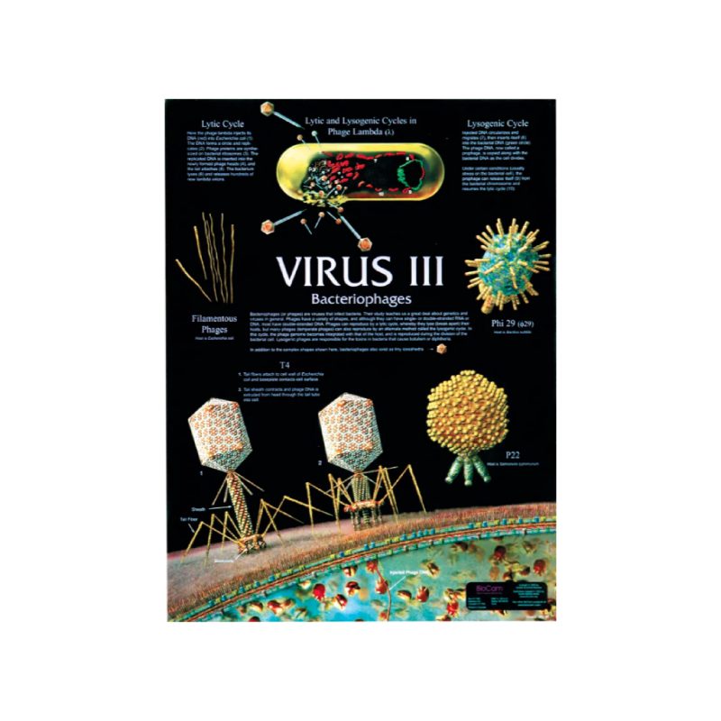 Virus I, II, III | Pósters (126202)