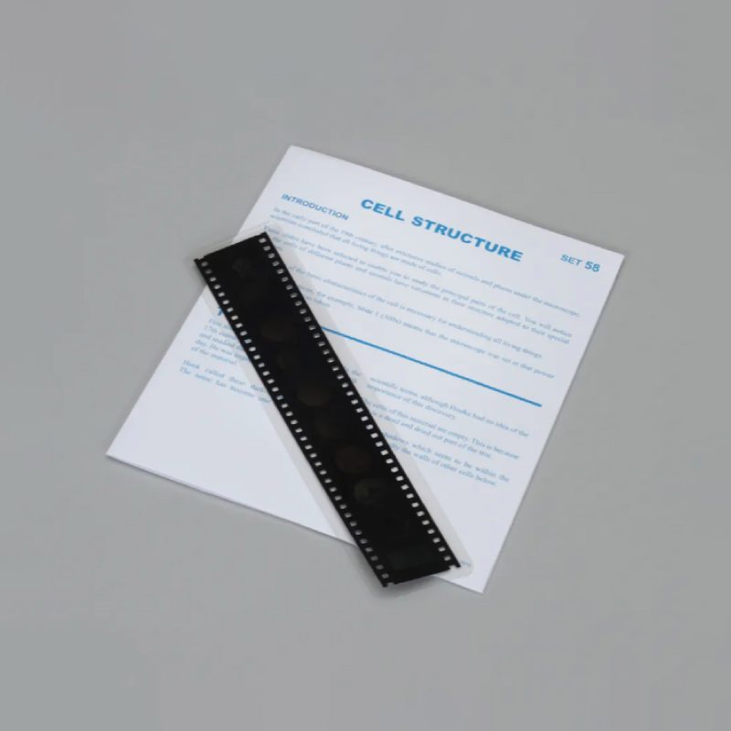 Lecciones de Microslide® sobre estructura celular (489730A)