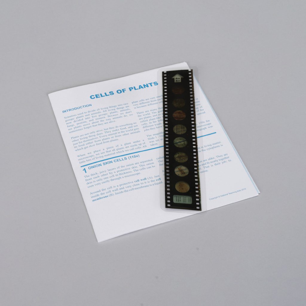 Microslide Lecciones de Microslide® sobre células vegetales (489734A)