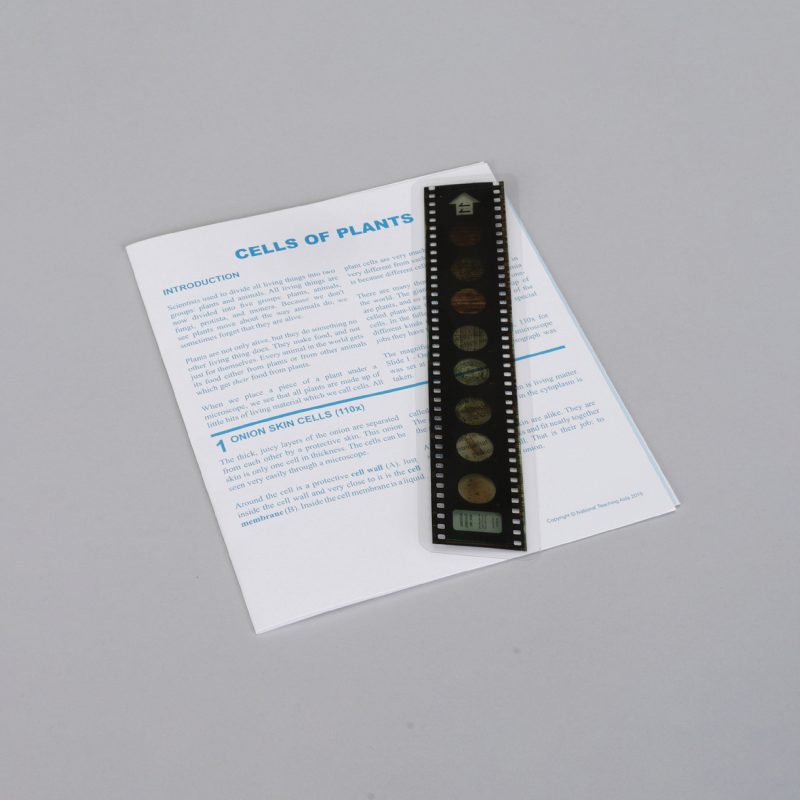 Lecciones de Microslide® sobre células vegetales (489734A)
