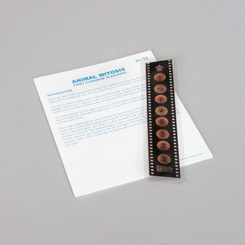 Lecciones de Microslide® de mitosis animal (489736A)
