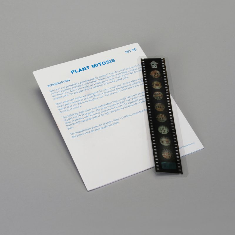 Lecciones de Microslide® sobre mitosis vegetal (489737A)
