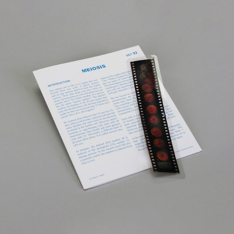Lecciones de Microslide® de meiosis (489738A)