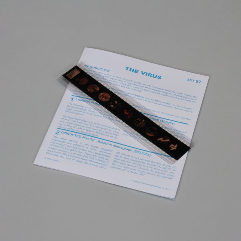 Lecciones de Microslide® de virus (489740A)