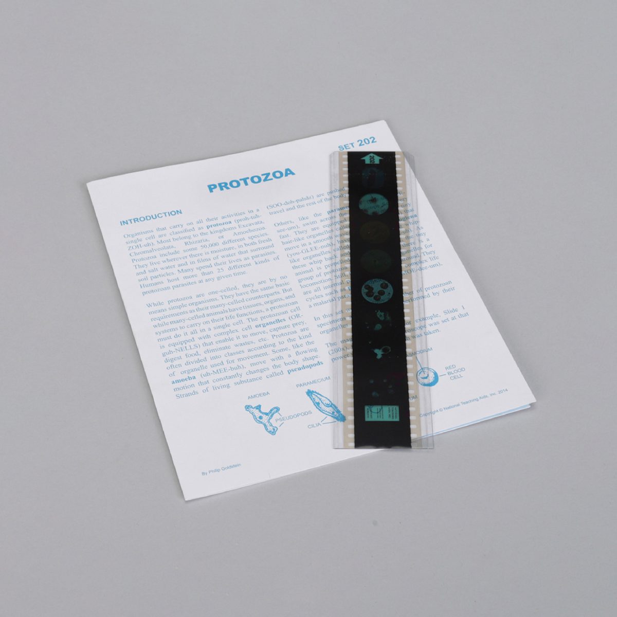 Microslide Lecciones de Microslide® de protozoos (489800A)