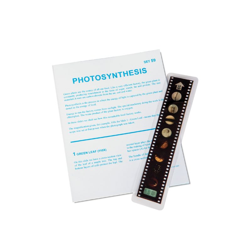 Lecciones de Microslide® sobre fotosíntesis (489870A)
