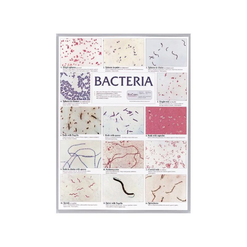 Bacterias | Póster (578305)