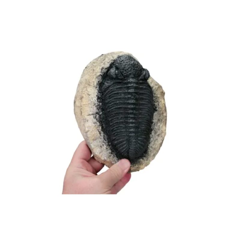 Réplica de trilobites gigantes (GEO6991)