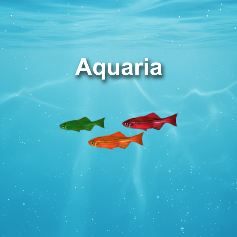 Caracoles de acuario (141198)