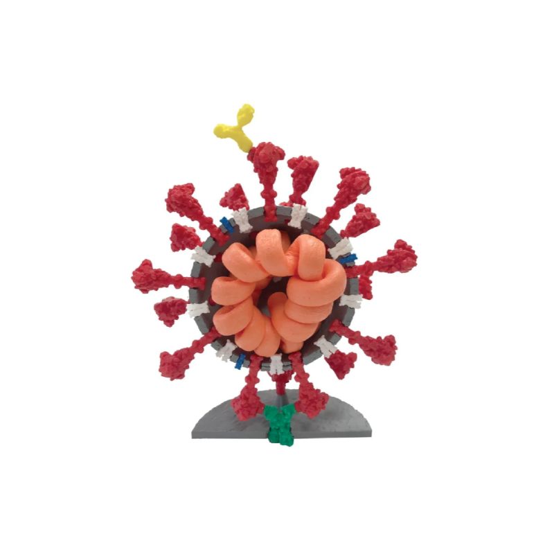 Modelos de coronavirus | 4" (216328)