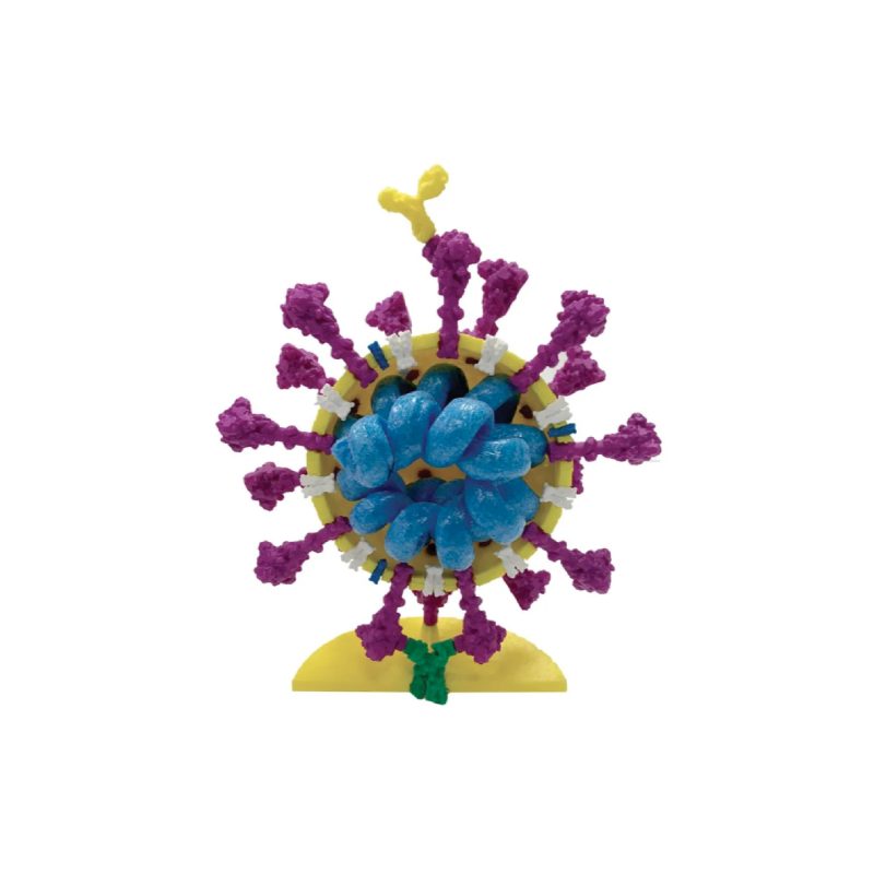 Modelos de coronavirus | 4" (216329)