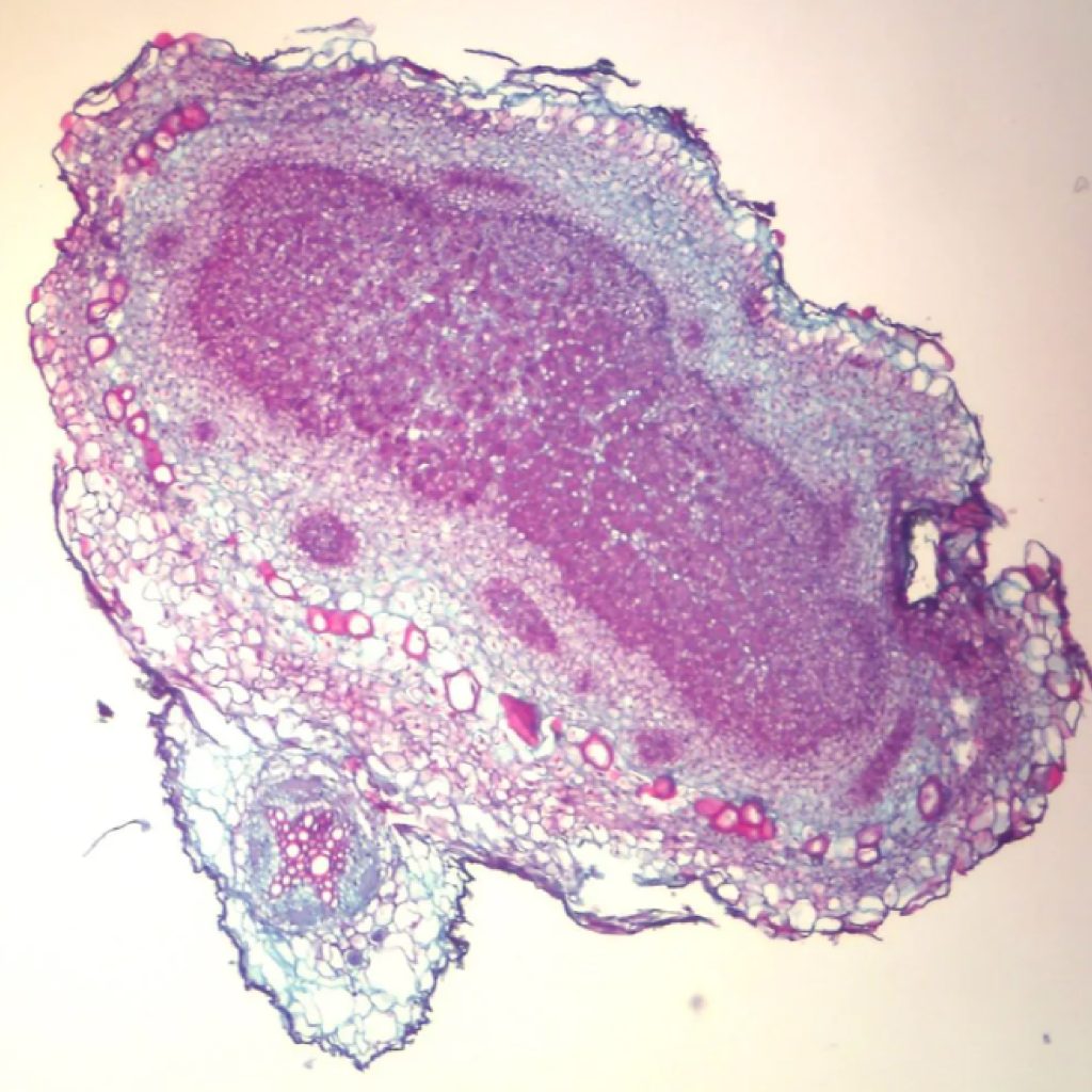 Microscop&iacute;a