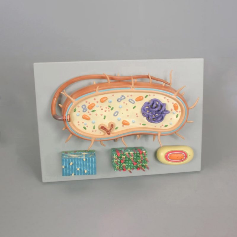 Conjunto de modelos de bacterias Altay® (562160)